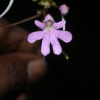 Impatiens lancifolia C.Bandara, Atthanagoda & Kariyawasam